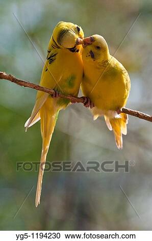 Stock Image - Budgerigars, Melopsittacus undulatus. Fotosearch