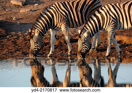 Buechell's zebra (Equus quagga), in the waterhole, Etosha National Park, Namibia. View Large Photo Image Stock Photo - Buechell's zebra (Equus quagga), in the waterhole, Etosha National Park, Namibia.. Fotosearch
