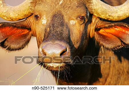 Buffalo, Africa View Large Photo Image Stock Image - Buffalo, Africa. Fotosearch