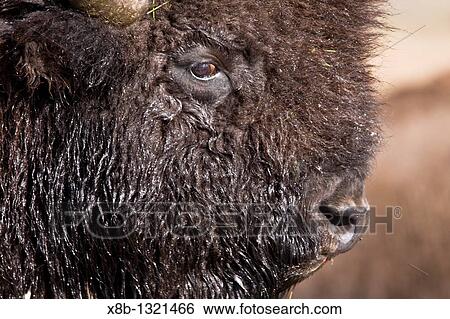 Buffalo Bison bison herd crossing the Yellowstone River in Yellowstone National Park, Wyoming, USA View Large Photo Image Stock Photograph - Buffalo Bison bison herd crossing the Yellowstone River in Yellowstone National Park, Wyoming, USA. Fotosearch