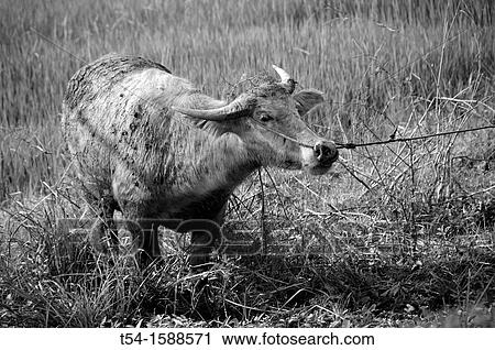 Buffalo in a Ricefield near Kanchanaburi View Large Photo Image Stock Image - Buffalo in a Ricefield near Kanchanaburi. Fotosearch