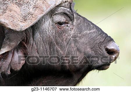 buffalo portrait View Large Photo Image Stock Photo - buffalo portrait. Fotosearch