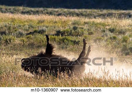 Stock Photo - Buffalo rolling on the ground. Fotosearch