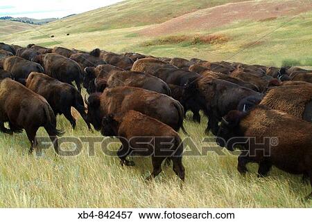 Buffalo roundup, Black Hills, South Dakota, USA View Large Photo Image Stock Photo - Buffalo roundup, Black Hills, South Dakota, USA. Fotosearch