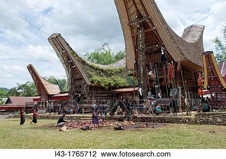 Buffalo sacrifice, funeral ceremony, Tana Toraja, south sulawesi, Indonesia View Large Photo Image Stock Image - Buffalo sacrifice, funeral ceremony, Tana Toraja, south sulawesi, Indonesia. Fotosearch
