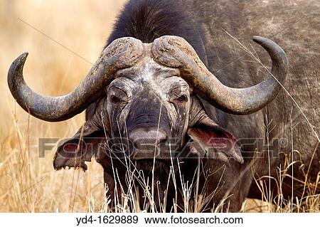 Buffalo Syncerus caffer, Kruger National Park, South Africa View Large Photo Image Stock Photo - Buffalo Syncerus caffer, Kruger National Park, South Africa. Fotosearch