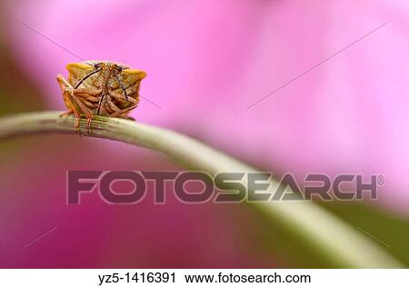 Stock Image - Bug Cimicidae with pink background. Fotosearch