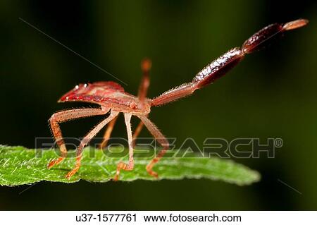 Bug fam. Coreidae nymph found at Kampung Skudup, Sarawak, Borneo View Large Photo Image Stock Image - Bug fam. Coreidae nymph found at Kampung Skudup, Sarawak, Borneo. Fotosearch