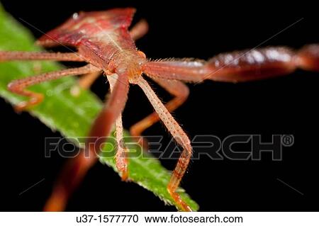 Bug fam. Coreidae nymph found at Kampung Skudup, Sarawak, Borneo View Large Photo Image Stock Image - Bug fam. Coreidae nymph found at Kampung Skudup, Sarawak, Borneo. Fotosearch