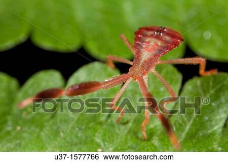 Stock Photograph - Bug fam. Coreidae nymph found at Kampung Skudup, Sarawak, Borneo. Fotosearch