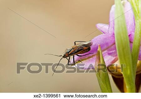 Bug on orchid -Ophrys heldreichii, Crete View Large Photo Image Stock Image - Bug on orchid -Ophrys heldreichii, Crete. Fotosearch