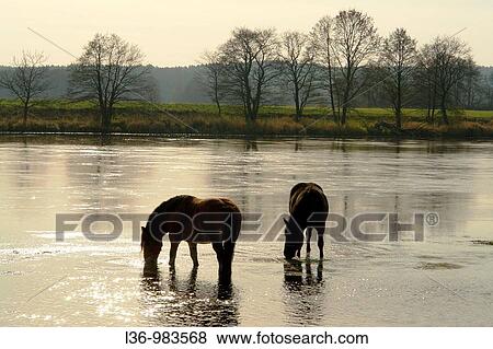 Stock Photo - Bug river Eastern Poland Podlasie region. Fotosearch