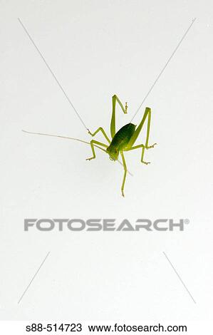 Bug. View Large Photo Image Stock Image - Bug.. Fotosearch