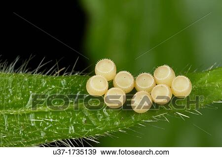 Bugs? eggs. Image taken at Kampung Skudup, Sarawak, Malaysia. View Large Photo Image Stock Photo - Bugs? eggs. Image taken at Kampung Skudup, Sarawak, Malaysia.. Fotosearch