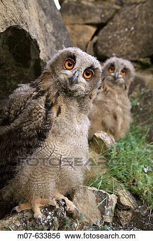 Buhos Reales, Eagle owls (Bubo bubo). Young owls after leaving nest. Northern Spain. View Large Photo Image Stock Photograph - Buhos Reales, Eagle owls (Bubo bubo). Young owls after leaving nest. Northern Spain.. Fotosearch