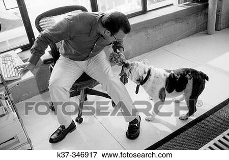 Bull dog distracting owner from working at computer. View Large Photo Image Stock Photo - Bull dog distracting owner from working at computer.. Fotosearch
