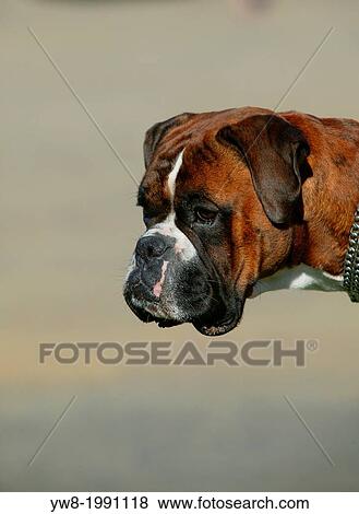 Stock Photo - Bull Dog.. Fotosearch
