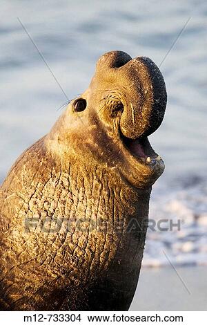 Bull Elephant Seal bellows for dominance on San Simeon beach, California, USA View Large Photo Image Picture - Bull Elephant Seal bellows for dominance on San Simeon beach, California, USA. Fotosearch