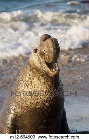 Stock Image - Bull Elephant Seal bellows for dominance on San Simeon Beach California, USA. Fotosearch