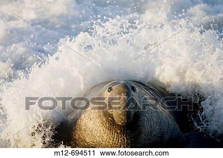 Bull Elephant Seal on San Simeon Beach California, USA View Large Photo Image Stock Image - Bull Elephant Seal on San Simeon Beach California, USA. Fotosearch