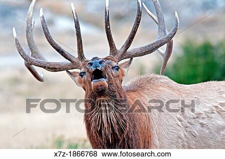 Bull Elk bugling near Mammoth Hot Springs in Yellowstone National Park in northern Wyoming View Large Photo Image Stock Photo - Bull Elk bugling near Mammoth Hot Springs in Yellowstone National Park in northern Wyoming. Fotosearch