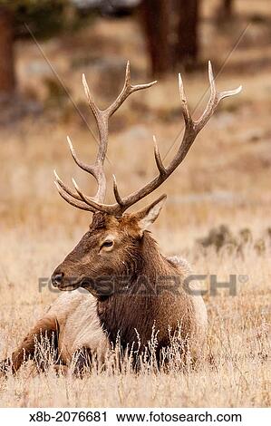Bull elk, Cervus canadensis, in Rocky Mountain National Park, Colorado, USA. View Large Photo Image Stock Image - Bull elk, Cervus canadensis, in Rocky Mountain National Park, Colorado, USA.. Fotosearch