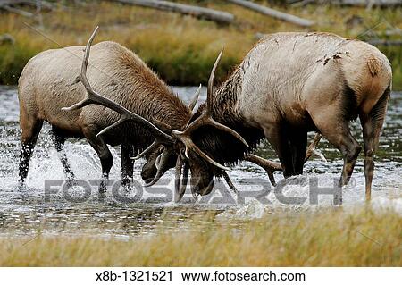 Bull Elk Cervus elaphus locked in an antler-to-antler fight during mating season in the Madison River, Yellowstone National Park, Wyoming, USA View Large Photo Image Stock Image - Bull Elk Cervus elaphus locked in an antler-to-antler fight during mating season in the Madison River, Yellowstone National Park, Wyoming, USA. Fotosearch
