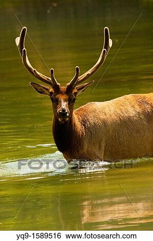 Bull Elk in Velvet in Yellowstone River. View Large Photo Image Stock Photograph - Bull Elk in Velvet in Yellowstone River.. Fotosearch