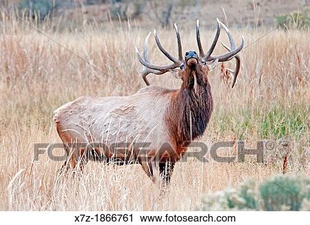 Stock Image - Bull Elk near Mammoth Hot Springs in Yellowstone National Park in northern Wyoming. Fotosearch