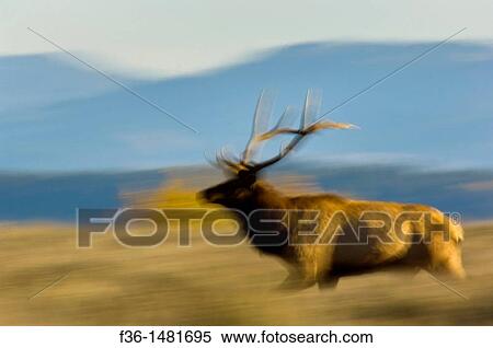 Bull Elk running through grass field, Grand Teton National Park, Wyoming View Large Photo Image Stock Photography - Bull Elk running through grass field, Grand Teton National Park, Wyoming. Fotosearch