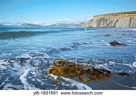 Stock Image - Bull Kelp on Fossil Beach, Kodiak, Alaska. Fotosearch