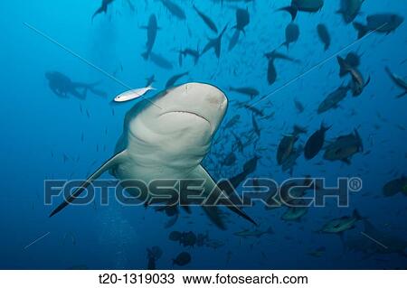 Bull Shark, Carcharhinus leucas, Beqa Lagoon, Viti Levu, Fiji View Large Photo Image Stock Image - Bull Shark, Carcharhinus leucas, Beqa Lagoon, Viti Levu, Fiji. Fotosearch