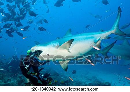 Bull Shark, Carcharhinus leucas, Beqa Lagoon, Viti Levu, Fiji View Large Photo Image Stock Image - Bull Shark, Carcharhinus leucas, Beqa Lagoon, Viti Levu, Fiji. Fotosearch
