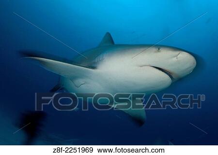Bull shark, Carcharhinus leucas, portrait on their anual migration for reproductive purposes to Riviera Maya, Playa del Carmen Yucatan peninsula Mexico. View Large Photo Image Stock Photo - Bull shark, Carcharhinus leucas, portrait on their anual migration for reproductive purposes to Riviera Maya, Playa del Carmen Yucatan peninsula Mexico.. Fotosearch