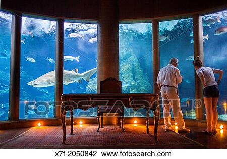 Stock Image - bull shark in Aquarium Finisterrae, Casa de Los Peces, Nautilus Hall, Corua city, Galicia, Spain.. Fotosearch