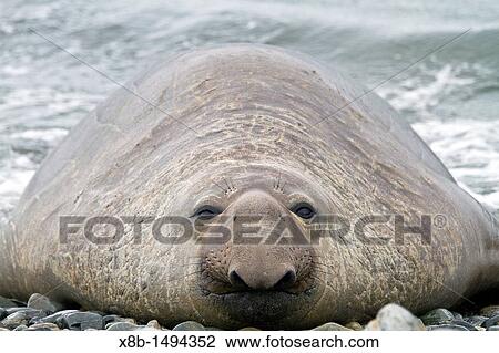 Bull southern elephant seal Mirounga leonina on South Georgia Island in the Southern Ocean View Large Photo Image Stock Image - Bull southern elephant seal Mirounga leonina on South Georgia Island in the Southern Ocean. Fotosearch