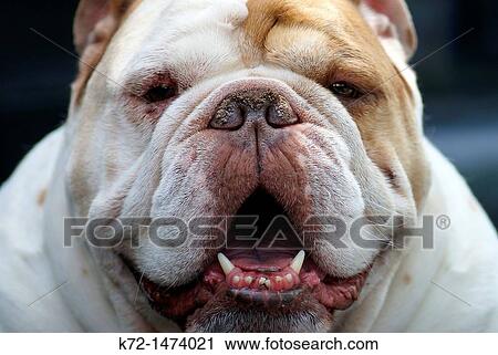Bulldog face smiling View Large Photo Image Stock Image - Bulldog face smiling. Fotosearch