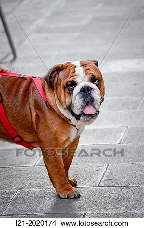 Bulldog View Large Photo Image Picture - Bulldog. Fotosearch