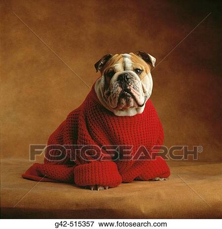Stock Photo - Bulldog wearing red sweater.. Fotosearch