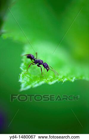 Bullet Ant Paraponera clavata, in the forest, Costa Rica View Large Photo Image Stock Photo - Bullet Ant Paraponera clavata, in the forest, Costa Rica. Fotosearch