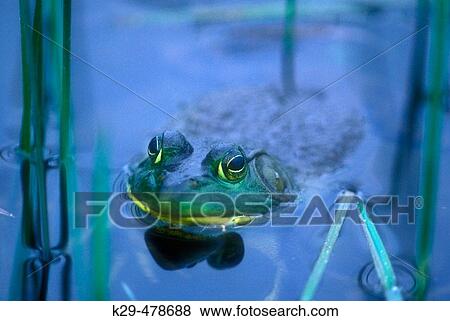 Stock Photo - Bullfrog (Rana catesbeiana). Wanup. Ontario. Canada.. Fotosearch