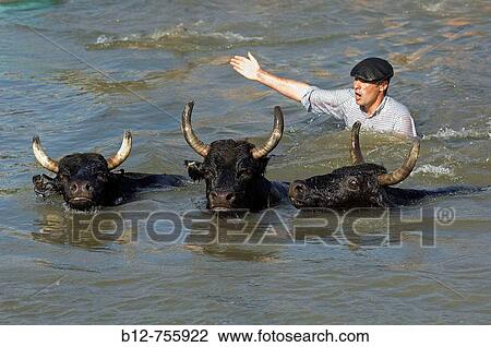 Bulls crossing a river, Southern France View Large Photo Image Stock Image - Bulls crossing a river, Southern France. Fotosearch
