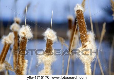 Bulrush, Typha latifolia, seeds, Riberas de Castronuo Natural Reserve, Douro river, Valladolid, Castilla y Leon, Spain View Large Photo Image Stock Image - Bulrush, Typha latifolia, seeds, Riberas de Castronuo Natural Reserve, Douro river, Valladolid, Castilla y Leon, Spain. Fotosearch