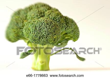Stock Image - Bunch of broccoli on white background Shot with LensBaby for selective focus. Fotosearch