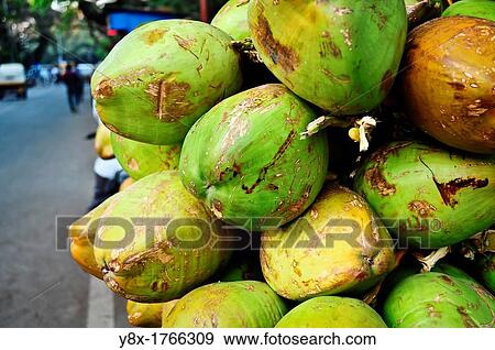 Stock Photo - Bunch of coconut closeup, Poona, Maharashtra, India. Fotosearch