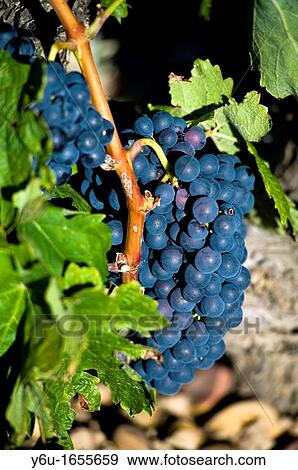 Stock Photo - Bunch of grapes, Burgos province, Castilla-Leon, Spain. Fotosearch