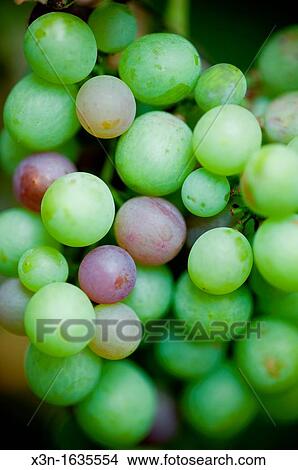 Picture - Bunch of white grapes hanging on the vine. Fotosearch