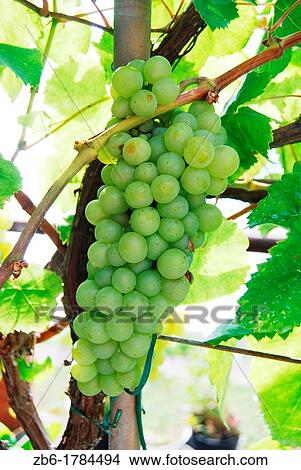 Bunch of white grapes View Large Photo Image Picture - Bunch of white grapes. Fotosearch