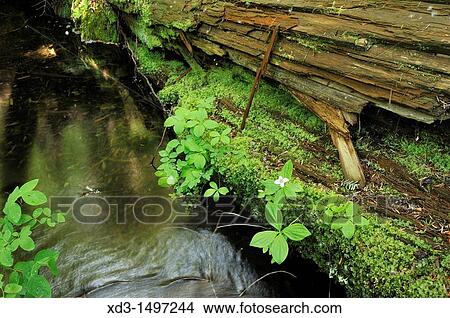 Picture - bunchberry Cornus canadensis growing on rotting, fallen western redcedar Thuja plicata, Cal-Cheak Recreation Site beside Cheakamus River, south of Whistler, British Columbia, Canada. Fotosearch