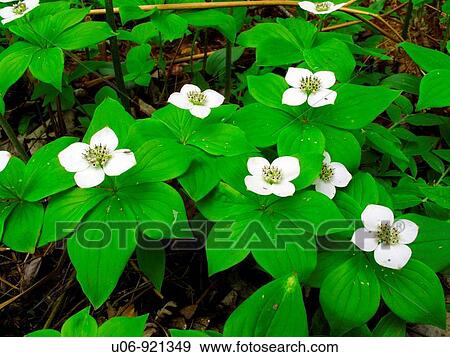 bunchberry flowers in bloom View Large Photo Image Stock Photo - bunchberry flowers in bloom. Fotosearch